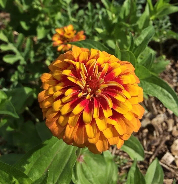 Brim Seed Co. - Sombrero Zinnia Flower Heirloom Seed