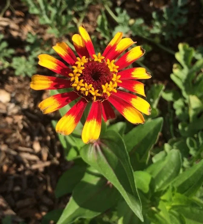 Brim Seed Co. - Sombrero Zinnia Flower Heirloom Seed