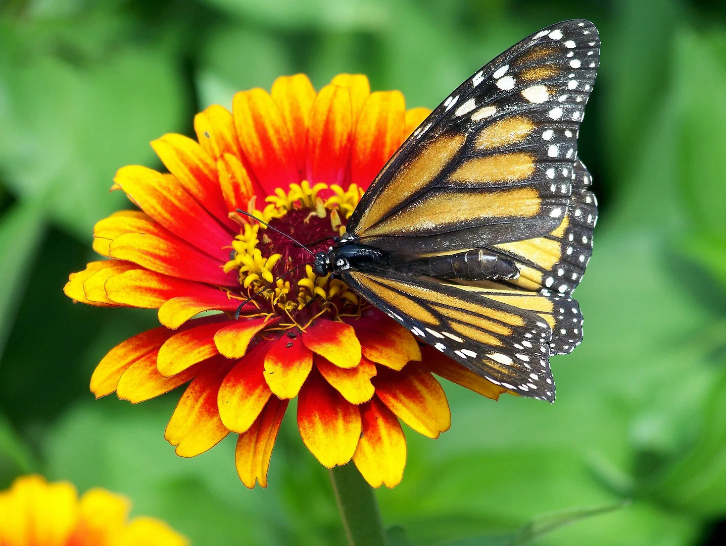 Brim Seed Co. - Sombrero Zinnia Flower Heirloom Seed