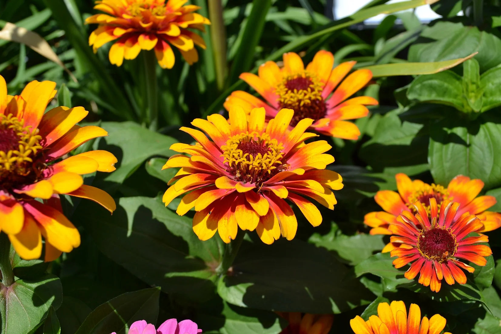 Brim Seed Co. - Sombrero Zinnia Flower Heirloom Seed