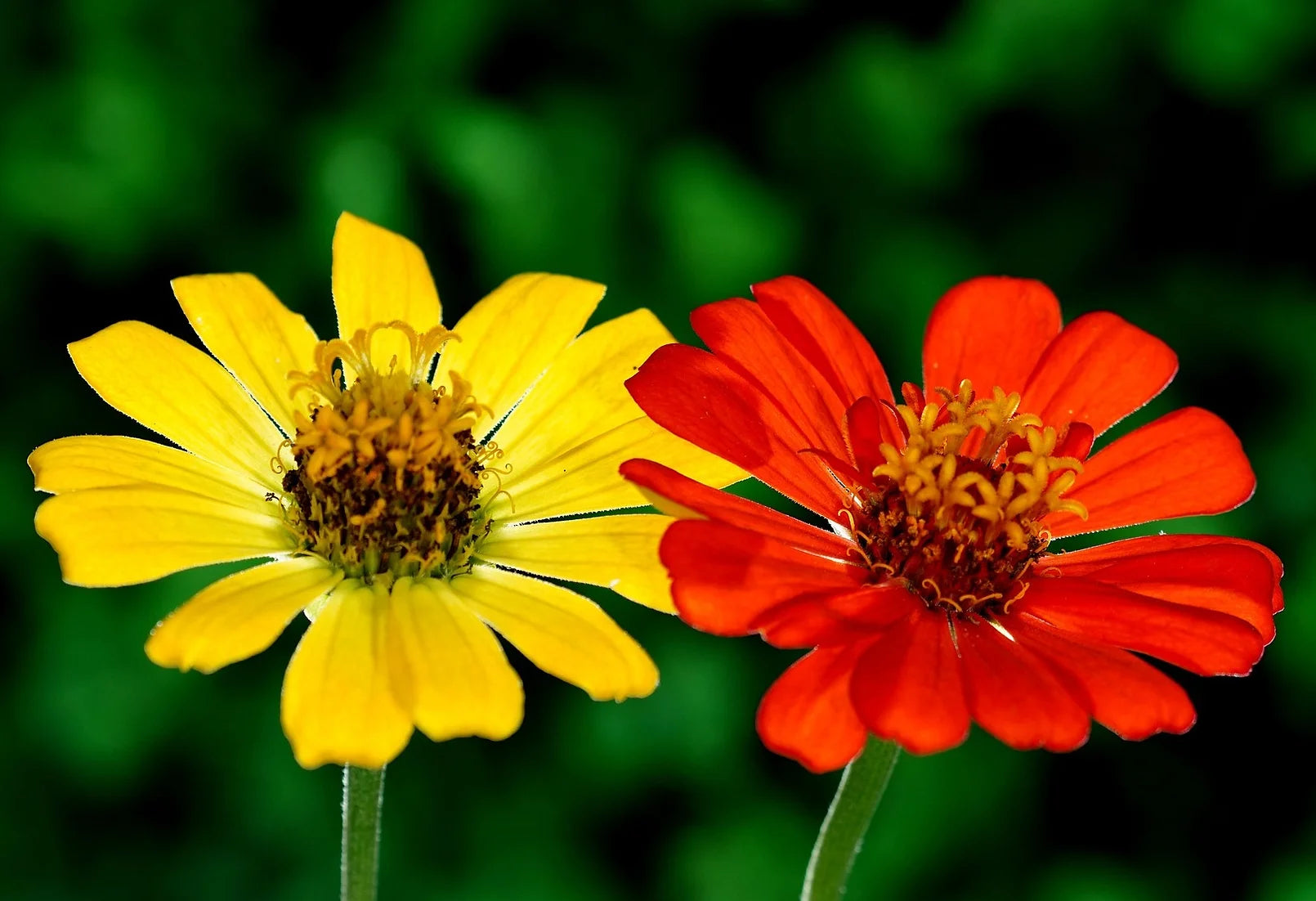 Brim Seed Co. - South Of The Border Mix Zinnia Flower Seed