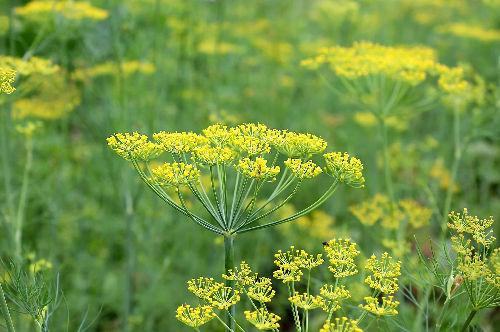 Brim Seed Co. - Southern Acclimated Dill Herb Heirloom Seed