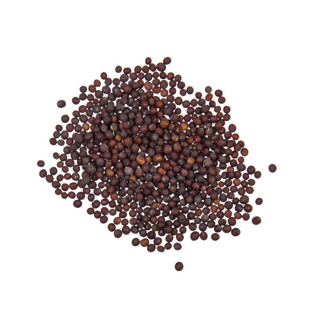 Brim Seed Co. - Southern Giant Curled Mustard Greens Heirloom Seed