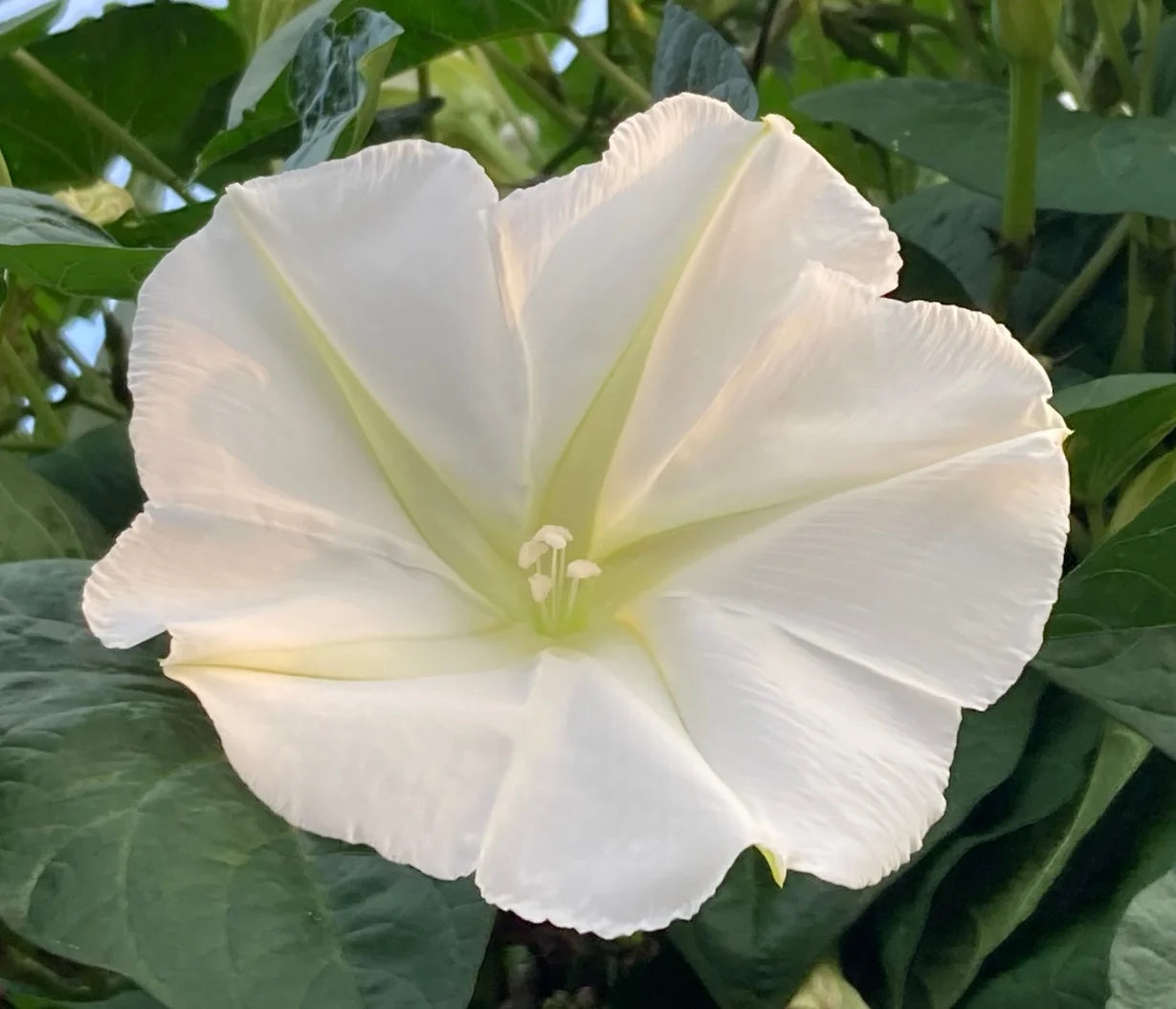 Brim Seed Co. - Southern Acclimated Moonflower Flower Seed