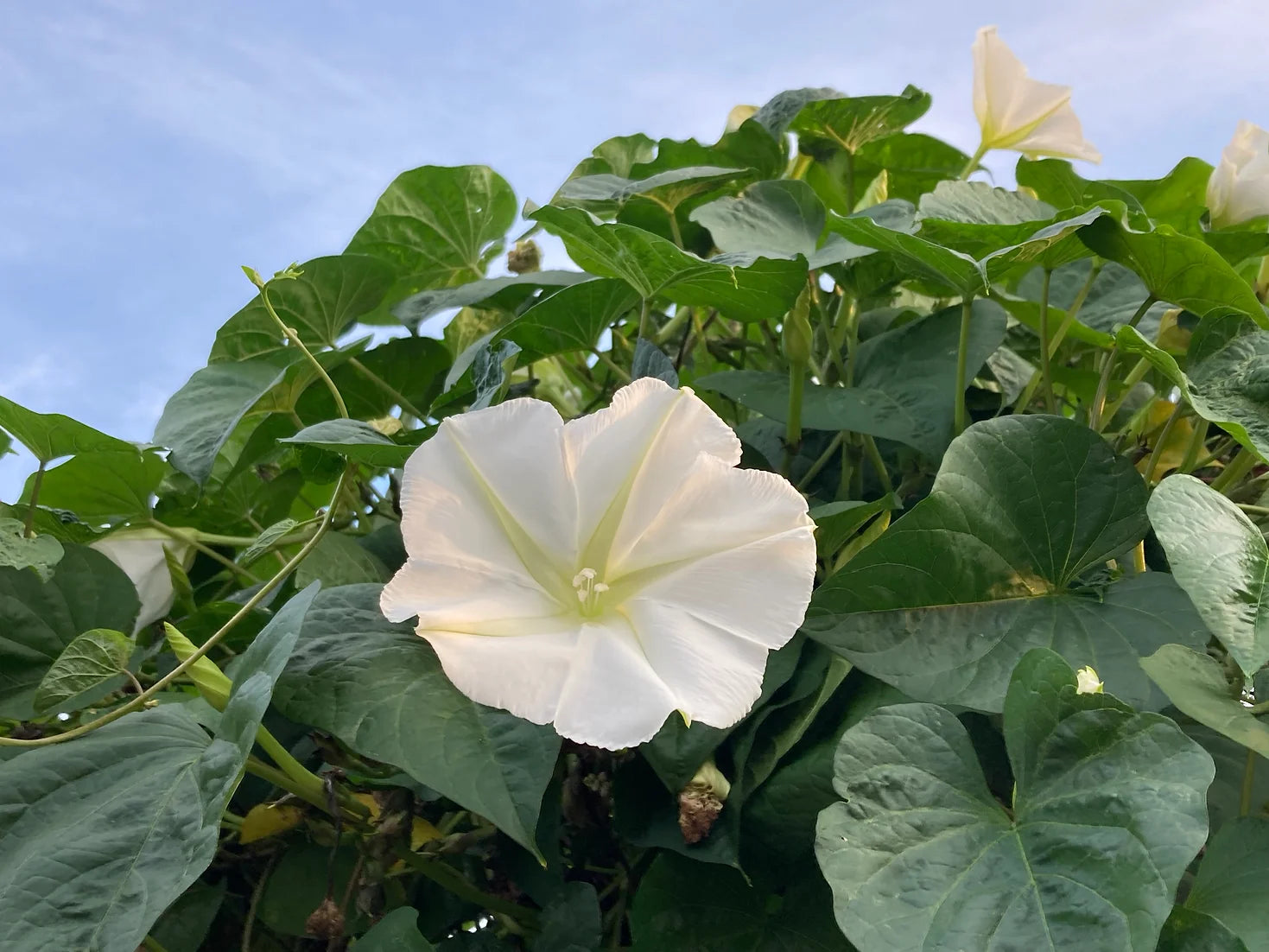 Brim Seed Co. - Southern Acclimated Moonflower Flower Seed