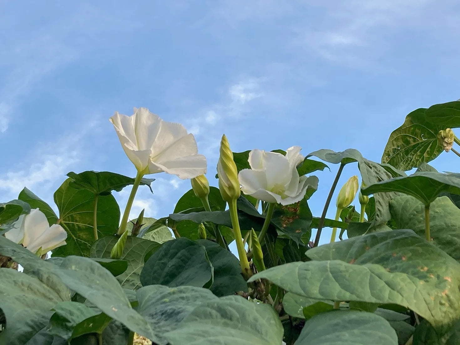 Brim Seed Co. - Southern Acclimated Moonflower Flower Seed