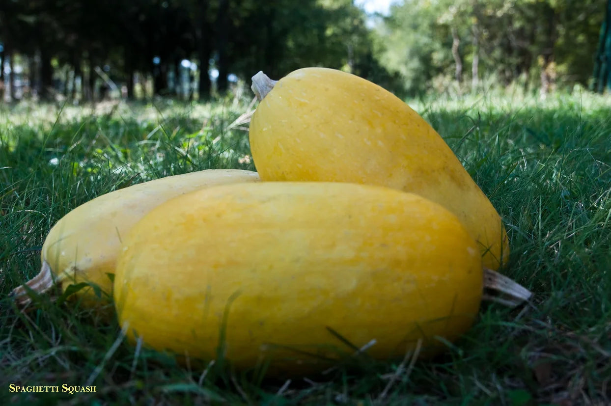 Brim Seed Co. - Winter Vegetable Spaghetti Squash Heirloom Seed