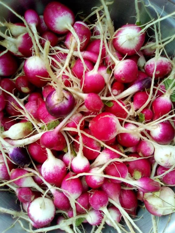 Brim Seed Co. - Sparkler White Top Radish Heirloom Seed