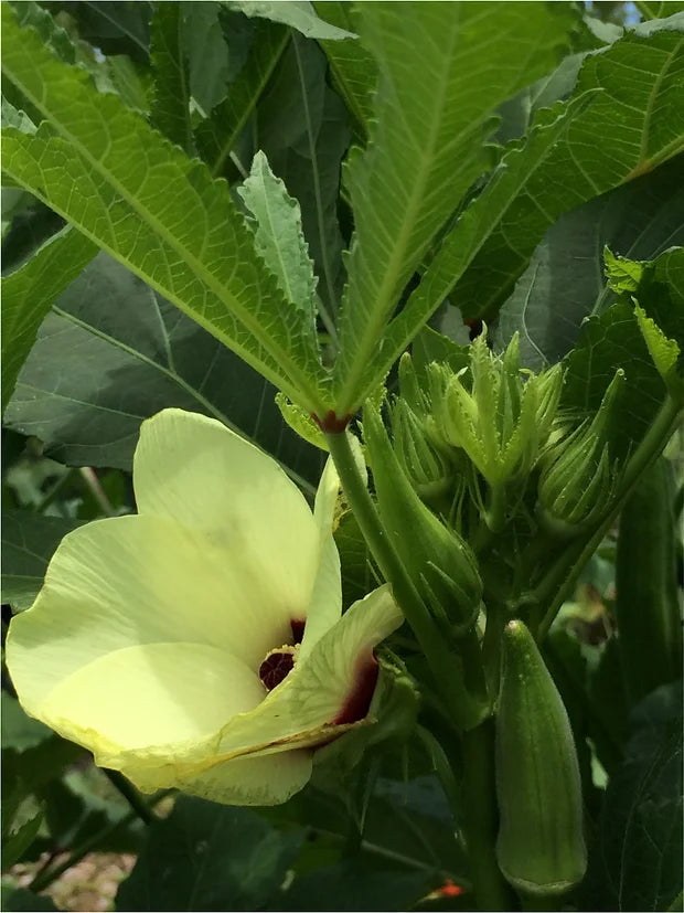 Brim Seed Co. - Clemson Spineless 80 Okra Seed