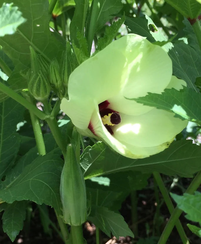Brim Seed Co. - Southern Acclimated Clemson Spineless Okra Heirloom Seed