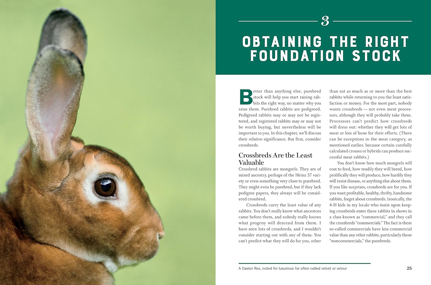 Storey's Guide to Raising Rabbits, 5th Edition: Breeds, Care, Housing - by Bob Bennet