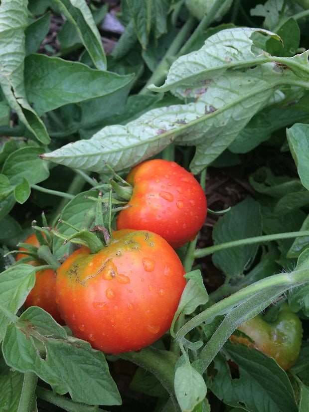 Brim Seed Co. - Southern Acclimated Stupice Tomato Heirloom Seed