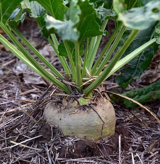 Brim Seed Co. - Sugar Beet Heirloom Seed