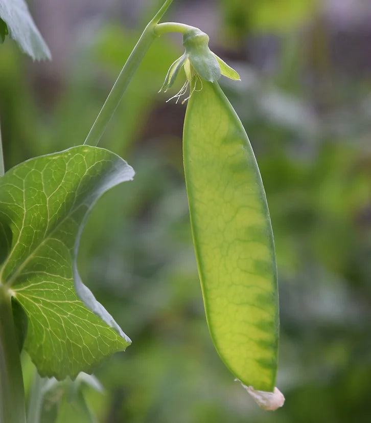 Brim Seed Co. - Edible Pod Dwarf Grey Sugar Pea Seed