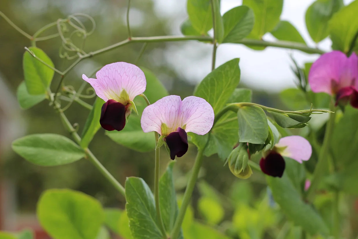 Brim Seed Co. - Edible Pod Dwarf Grey Sugar Pea Seed