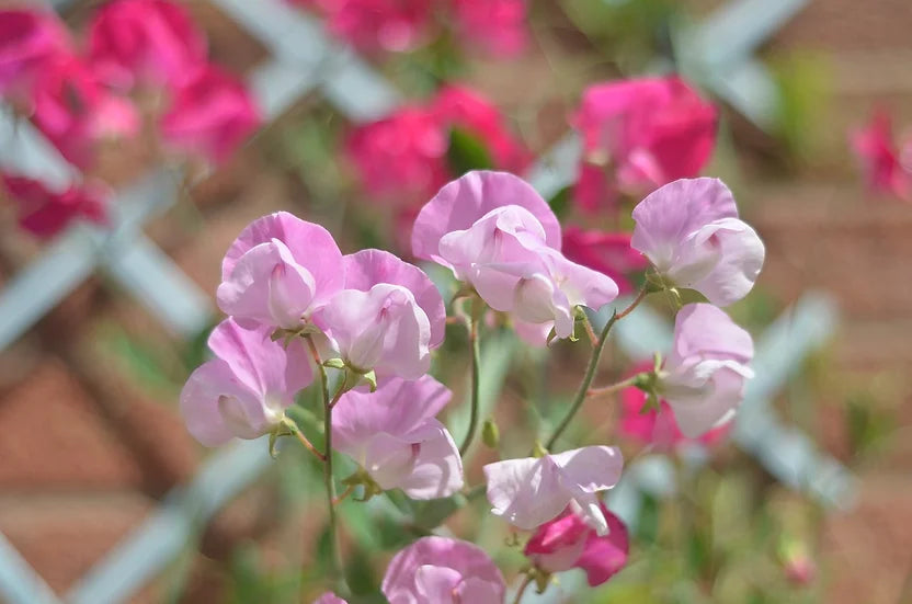 Brim Seed Co. - Knee High Mix Sweet Pea Heirloom Seed