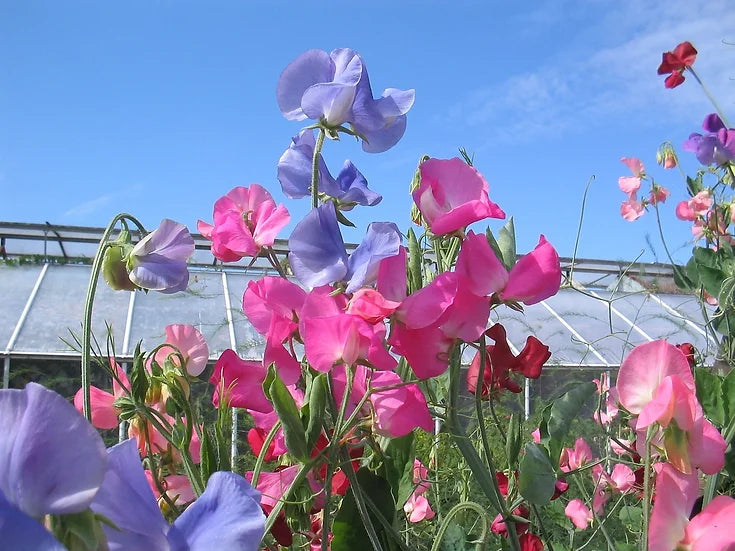 Brim Seed Co. - Knee High Mix Sweet Pea Heirloom Seed