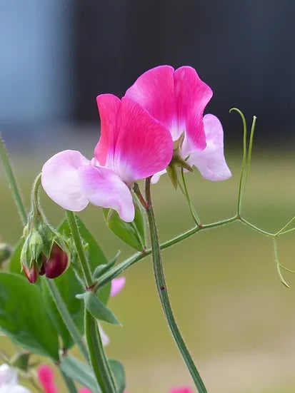 Brim Seed Co. - Knee High Mix Sweet Pea Heirloom Seed