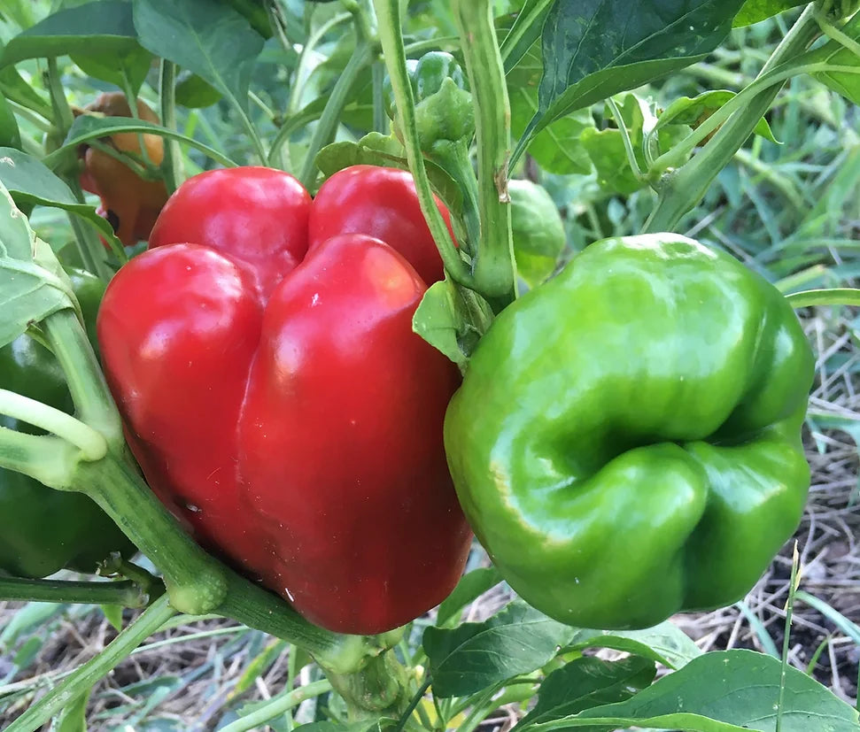 Brim Seed Co. - Sweet Green California Wonder 300 Bell Pepper Heirloom Seed