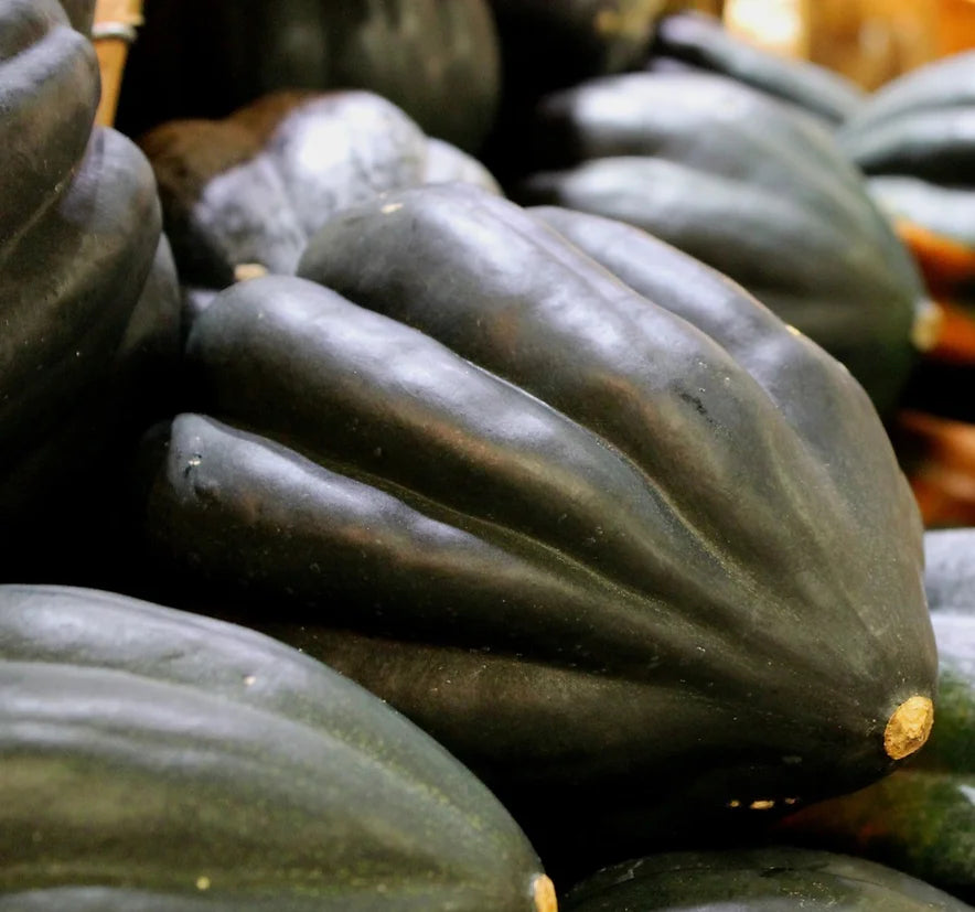 Brim Seed Co. - Winter Table Queen Acorn Squash Heirloom Seed