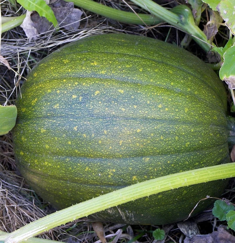 Brim Seed Co. - Tatume Squash Heirloom Seed