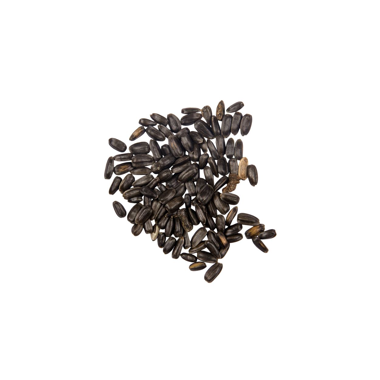 Brim Seed Co. - Teddy Bear Dwarf Sunflower Seed