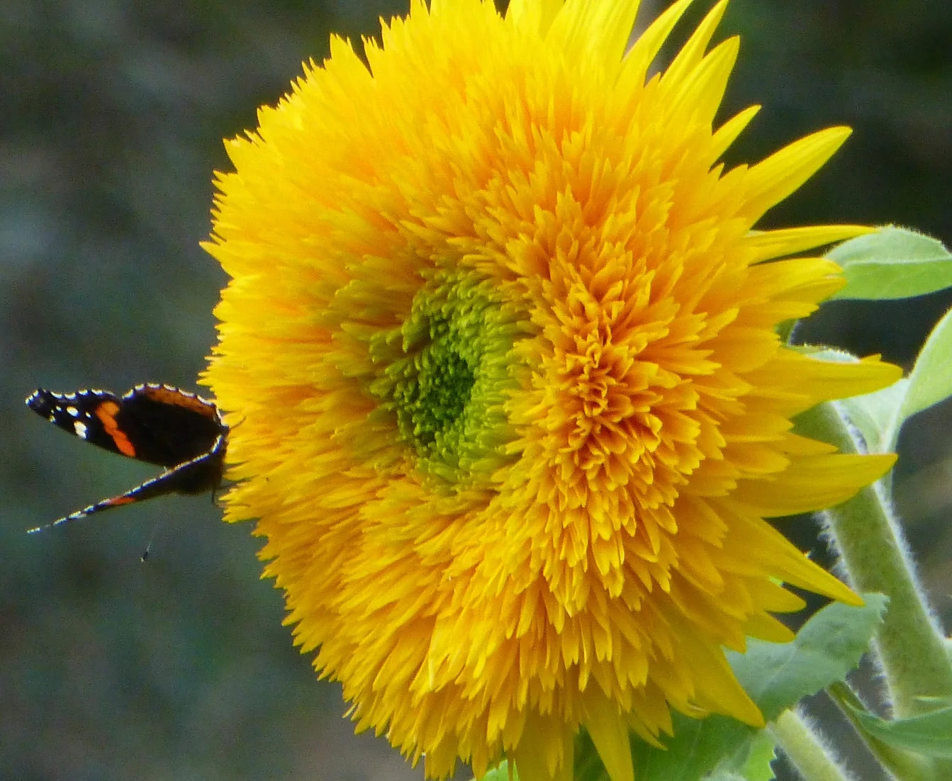 Brim Seed Co. - Teddy Bear Dwarf Sunflower Seed