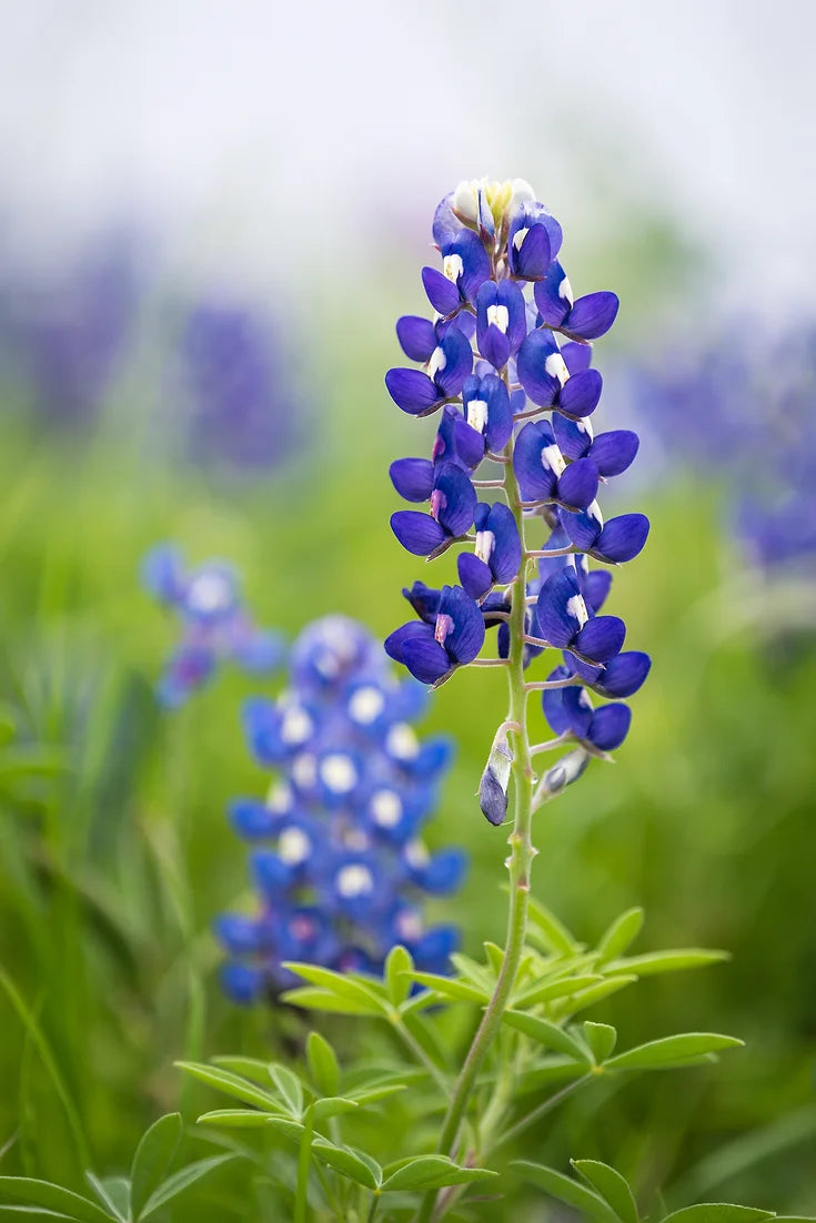 Brim Seed Co. - Texas Bluebonnet Wildflower Seed