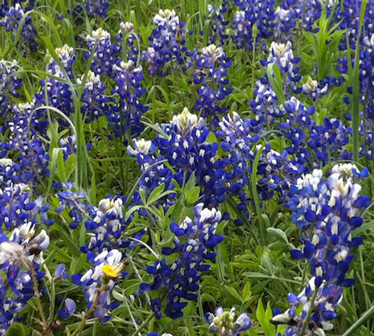 Brim Seed Co. - Texas Bluebonnet Wildflower Seed