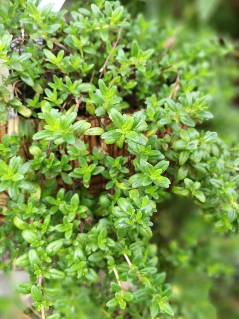 Brim Seed Co. - Thyme Herb Heirloom Seed