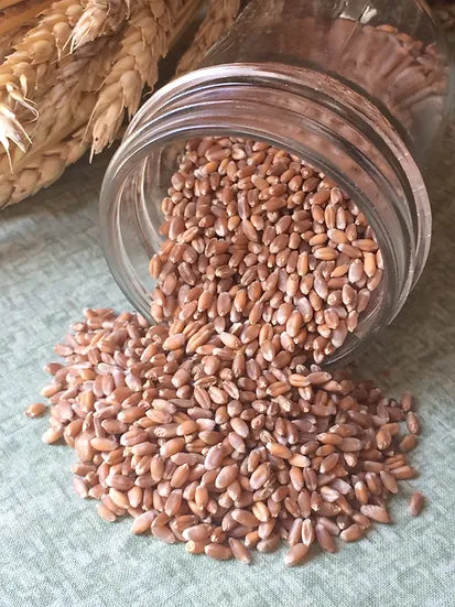 Brim Seed Co. - Southern Acclimated Turkey Red Winter Wheat Grain Heirloom Seed