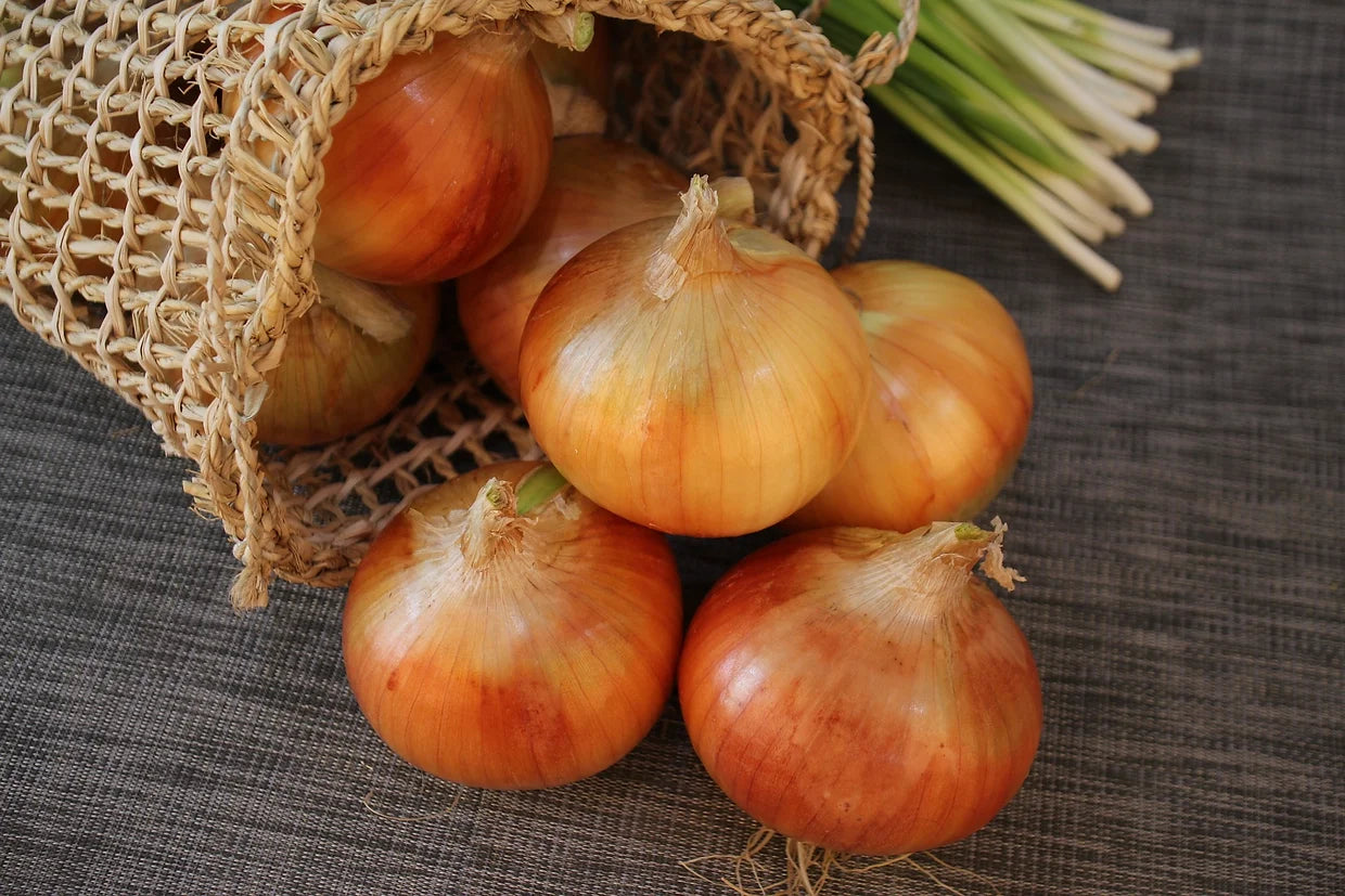 Brim Seed Co. - Long Day Yellow Sweet Spanish Utah Jumbo Onion Heirloom Seed