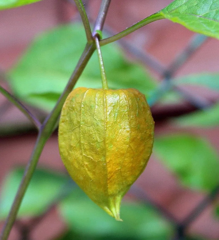 Brim Seed Co. - Tomatillo Toma Verde Tomato Heirloom Seed