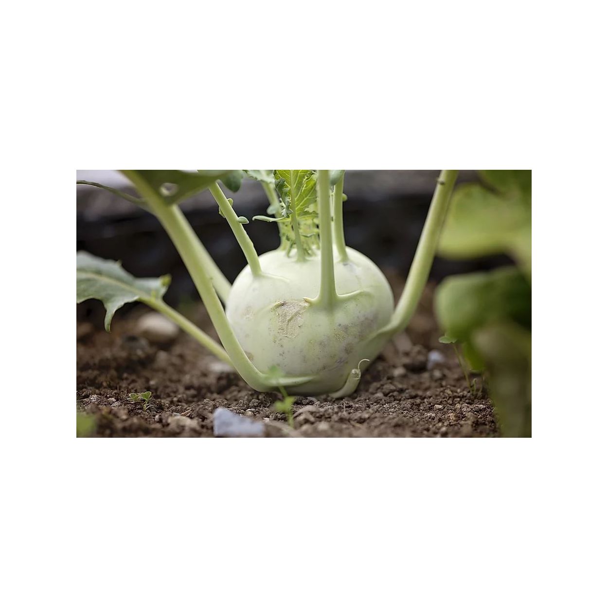 Brim Seed Co. - Early White Vienna Kohlrabi Heirloom Seed