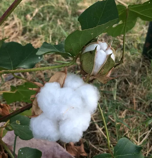 Brim Seed Co. - Southern Acclimated White Cotton Seed