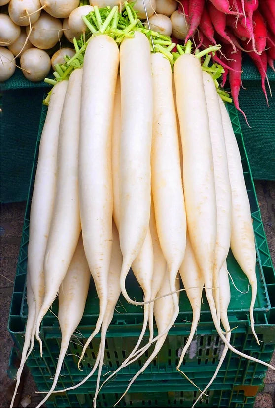 Brim Seed Co. - White Icicle Radish Heirloom Seed