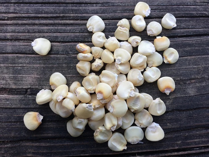 Brim Seed Co. - Southern Acclimated 8 Row White Corn Seed