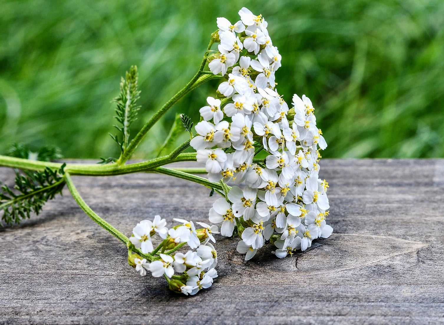 Brim Seed Co. - White Yarrow Herb Seed