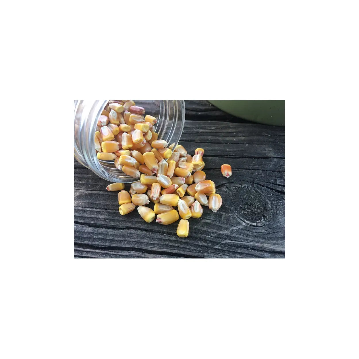 Brim Seed Co. - Reid's Yellow Dent Corn Heirloom Seed