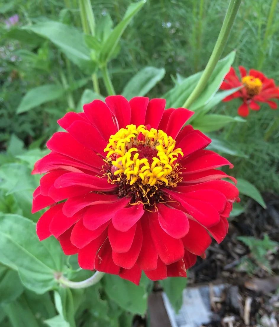 Brim Seed Co. - Cherry Queen Zinnia Flower Heirloom Seed