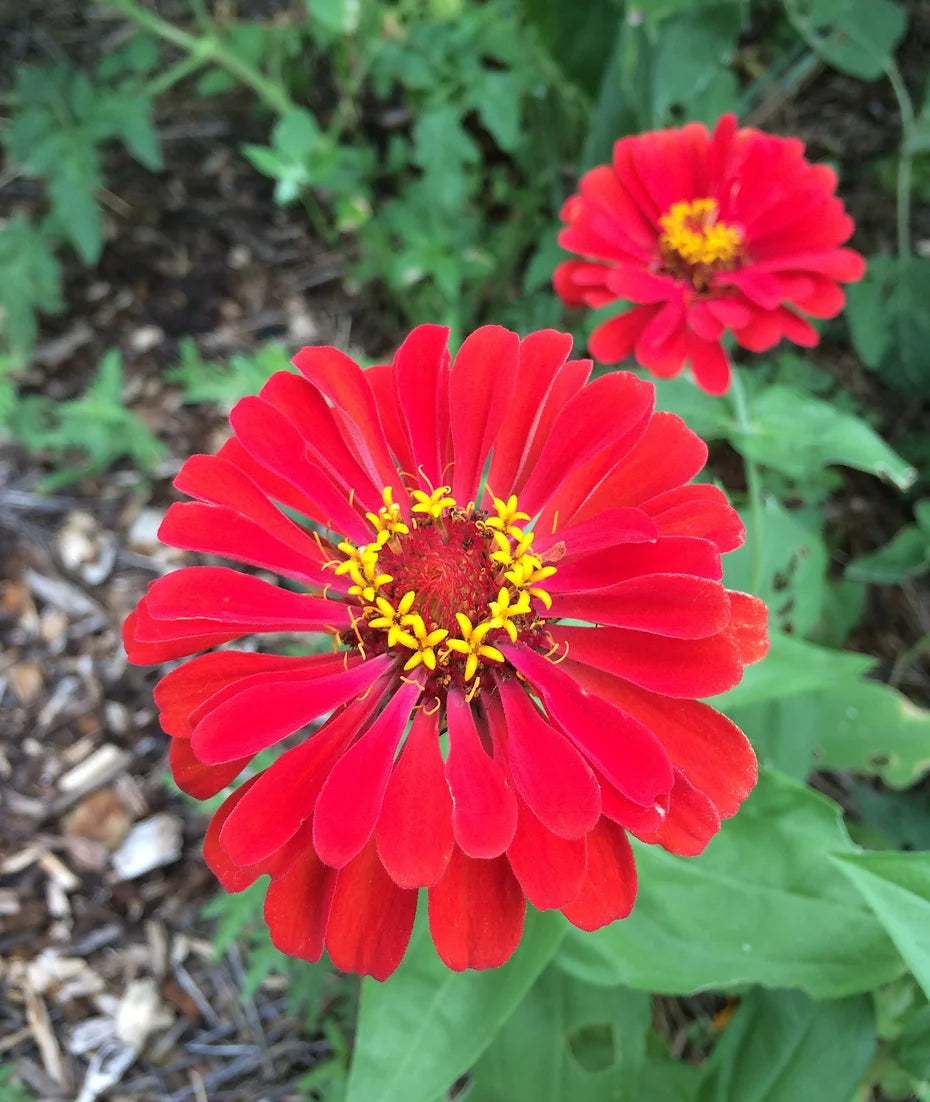 Brim Seed Co. - Cherry Queen Zinnia Flower Heirloom Seed