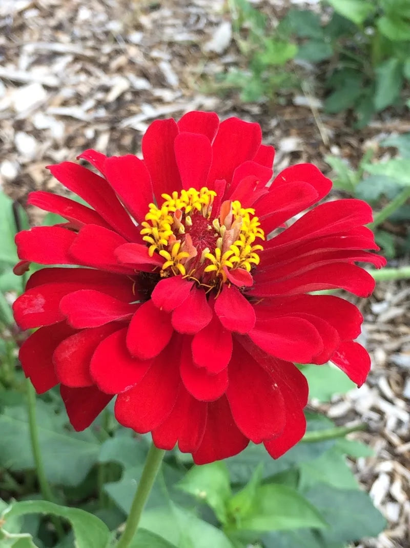 Brim Seed Co. - Cherry Queen Zinnia Flower Heirloom Seed