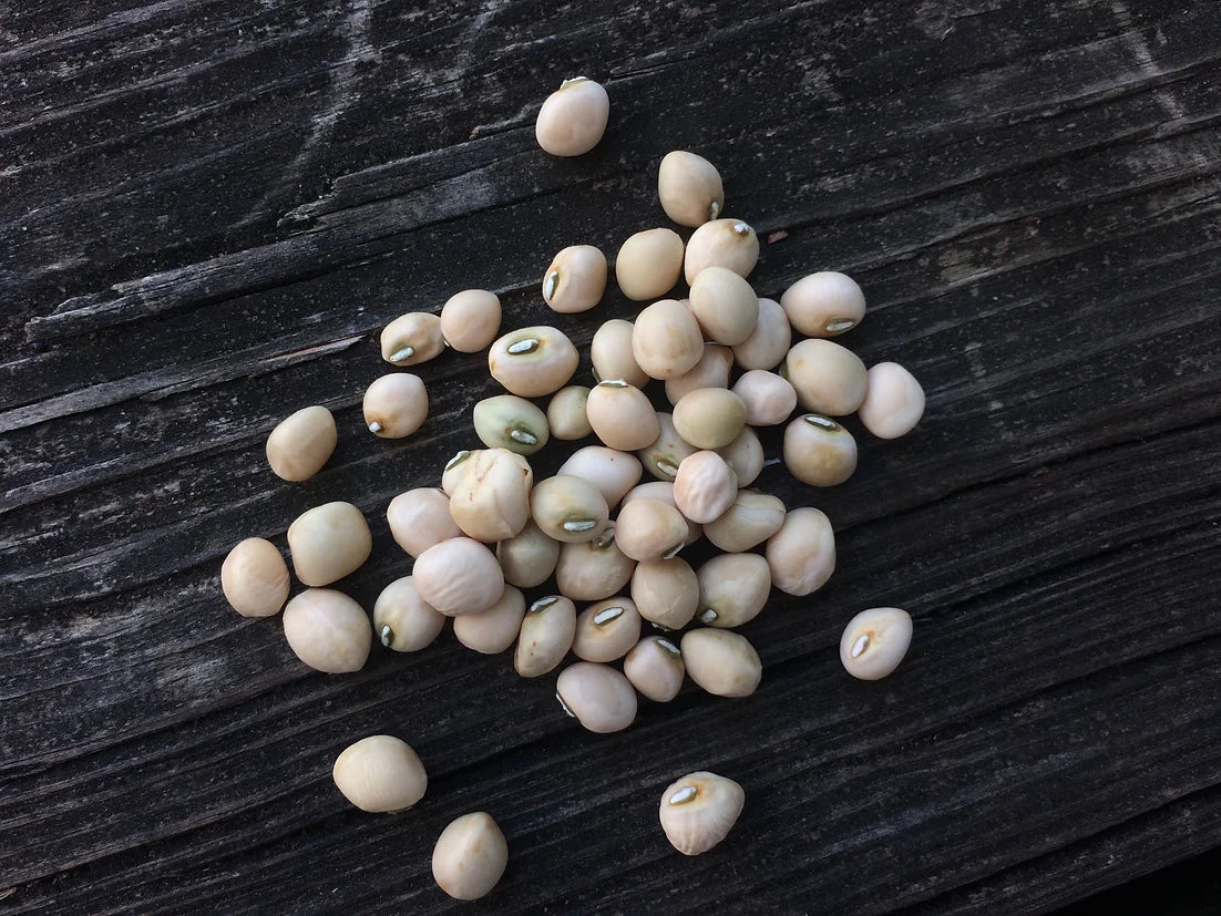 Brim Seed Co. - Southern Acclimated Zipper Cream Southern Pea Heirloom Seed