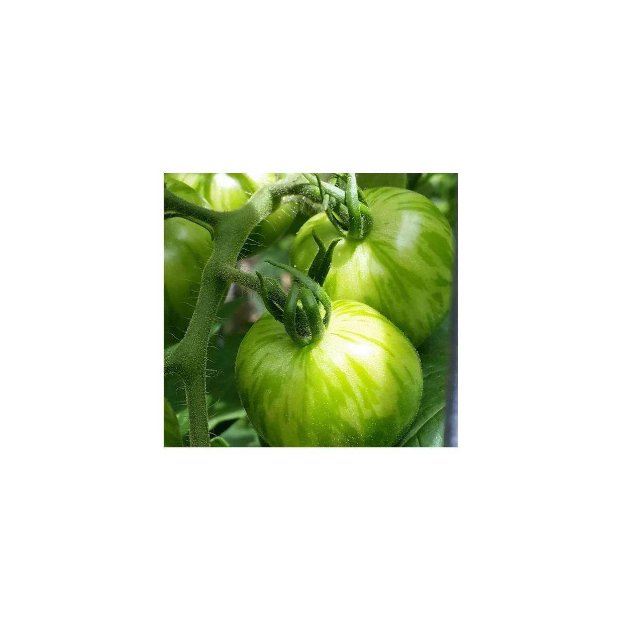 Brim Seed Co. - Green Zebra Tomato Seed