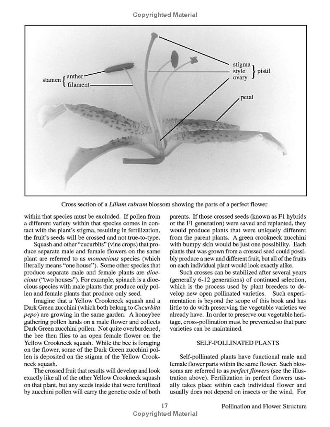 Seed to Seed 2nd Edition - by  Suzanne Ashworth